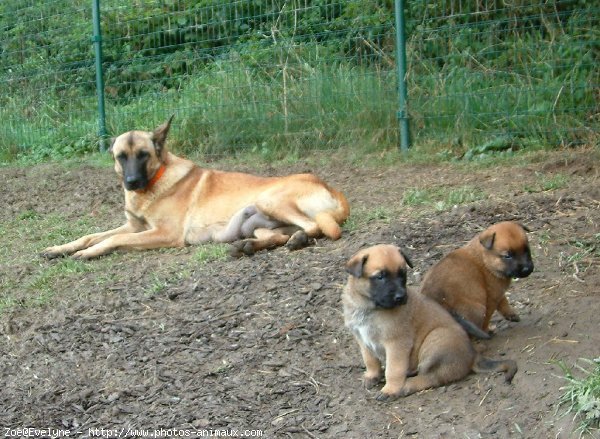 Photo de Berger belge malinois