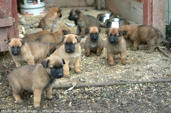 Photo de Berger belge malinois