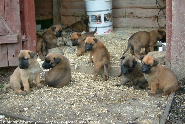 Photo de Berger belge malinois