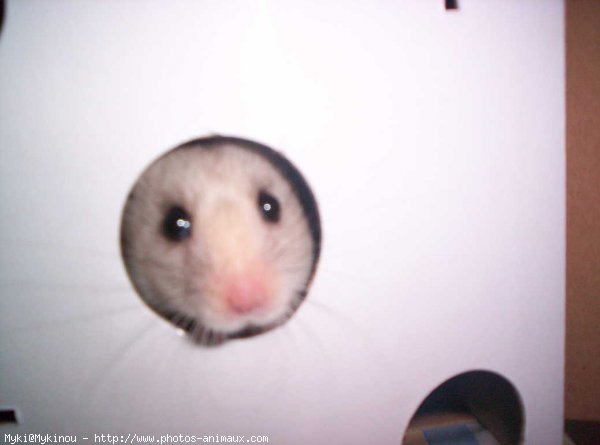 Photo de Hamster