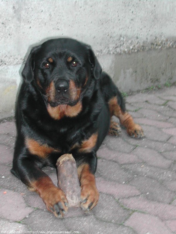 Photo de Rottweiler