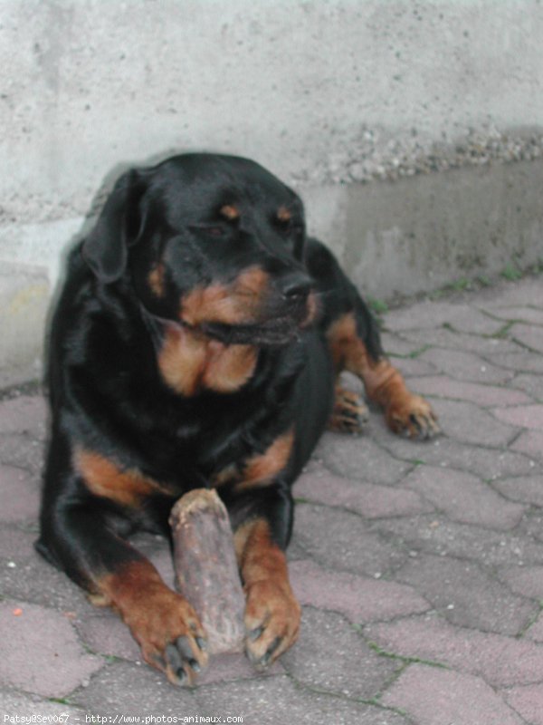 Photo de Rottweiler