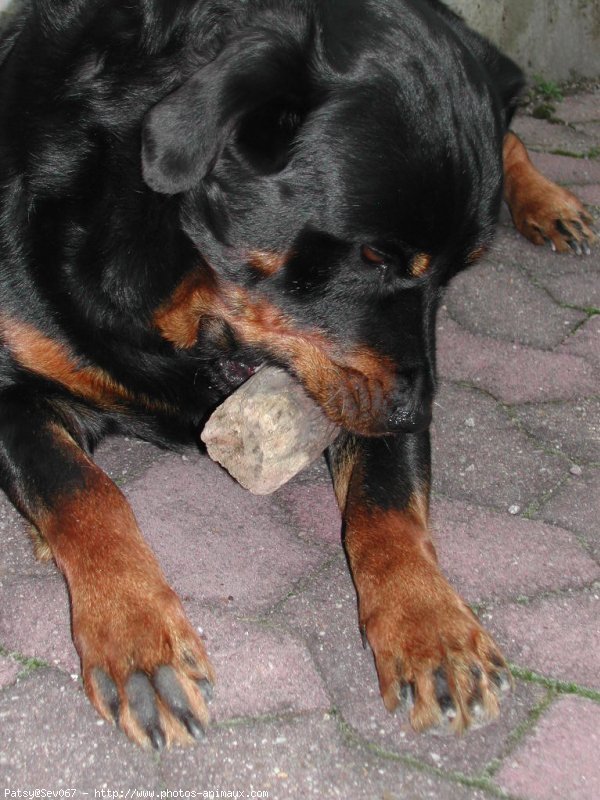 Photo de Rottweiler