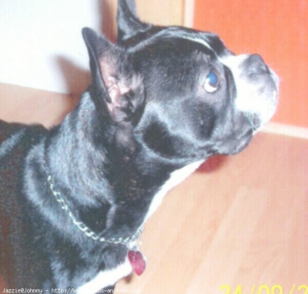 Photo de Boston terrier