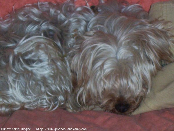 Photo de Yorkshire terrier