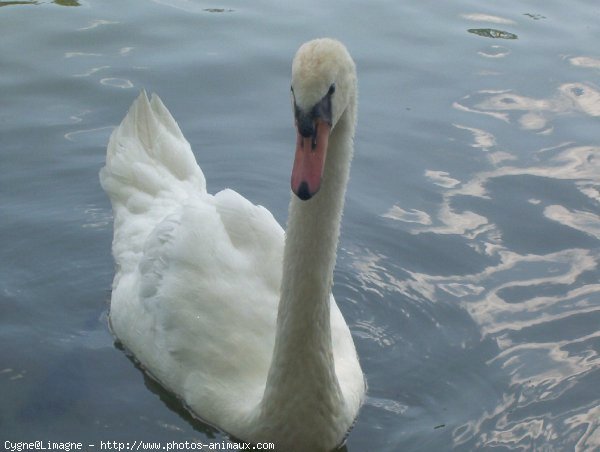 Photo de Cygne