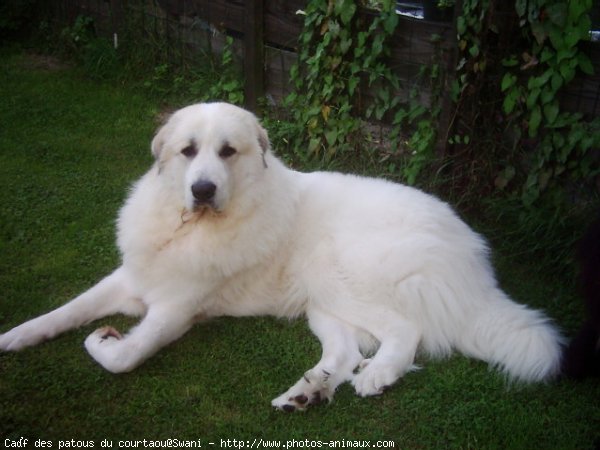 Photo de Chien de montagne des pyrnes