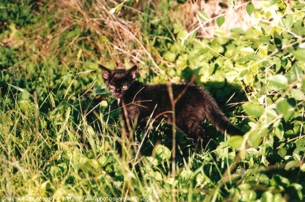 Photo de Chat domestique