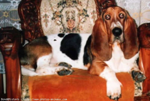 Photo de Basset hound