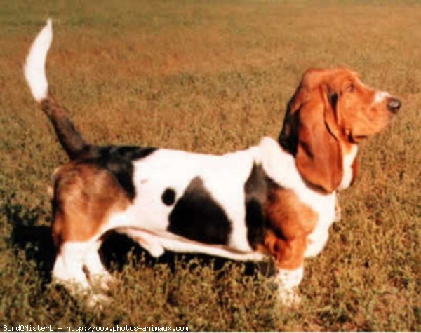 Photo de Basset hound