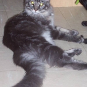 Photo de Maine coon