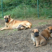 Photo de Berger belge malinois