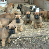 Photo de Berger belge malinois