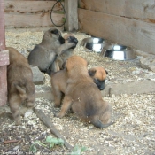 Photo de Berger belge malinois