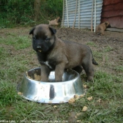 Photo de Berger belge malinois