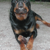 Photo de Rottweiler