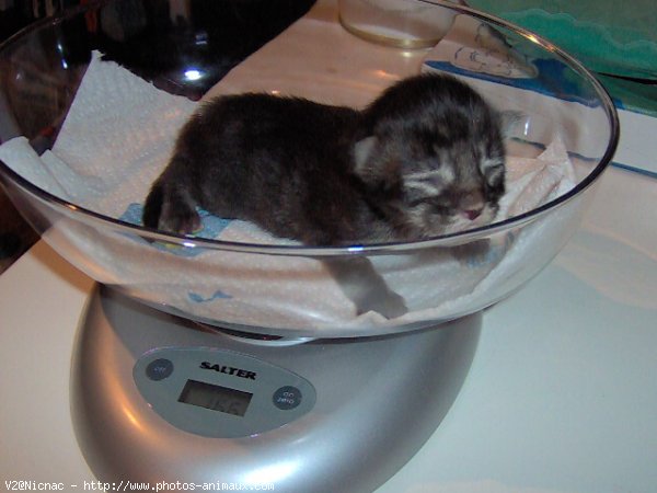 Photo de Maine coon