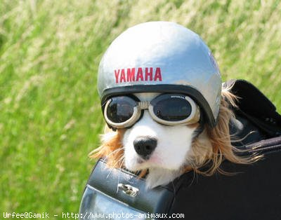 Photo de Cavalier king charles spaniel