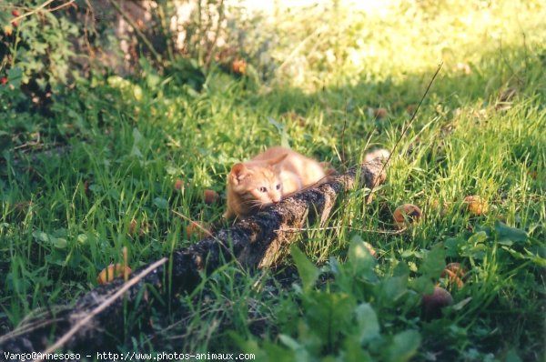 Photo de Chat domestique