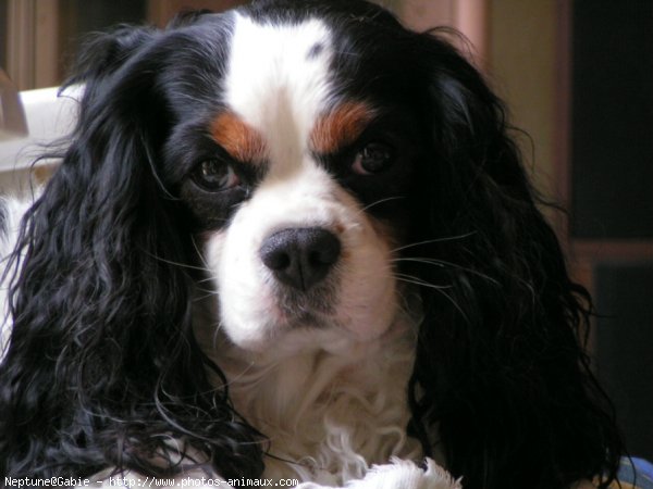 Photo de Cavalier king charles spaniel