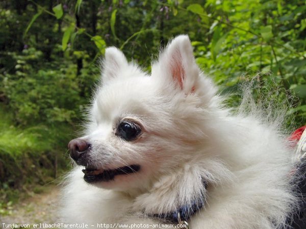 Photo de Spitz moyen