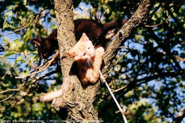 Photo de Chat domestique