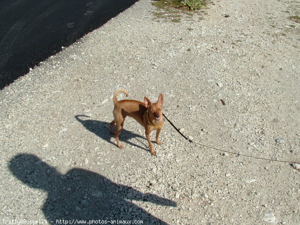 Photo de Pinscher nain