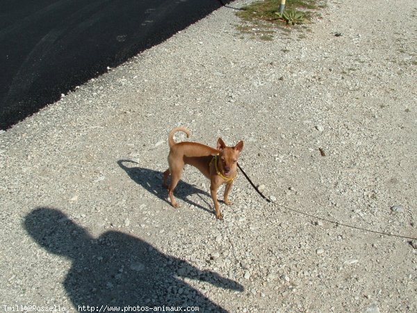 Photo de Pinscher nain