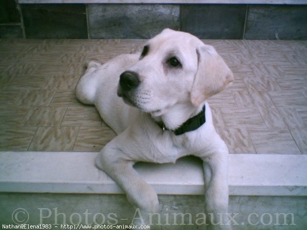 Photo de Labrador retriever