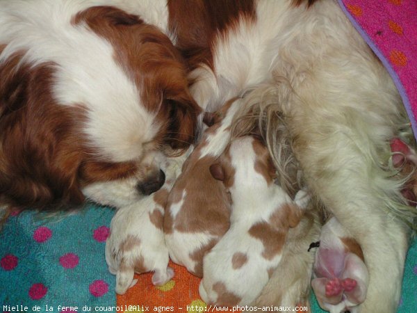 Photo de Cavalier king charles spaniel