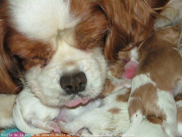 Photo de Cavalier king charles spaniel