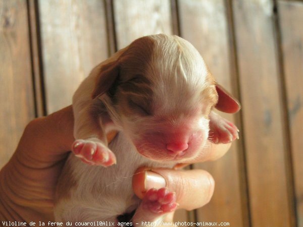 Photo de Cavalier king charles spaniel