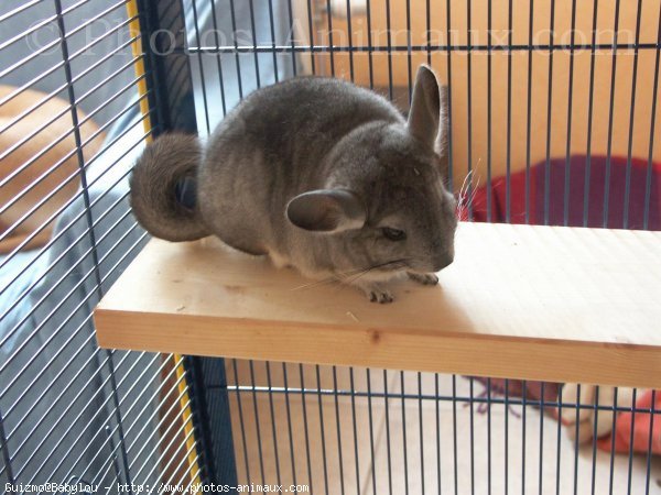 Photo de Chinchilla