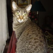 Photo d'Ocicat