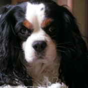 Photo de Cavalier king charles spaniel