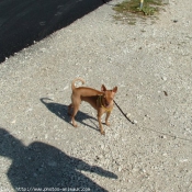 Photo de Pinscher nain