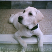 Photo de Labrador retriever