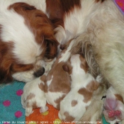 Photo de Cavalier king charles spaniel