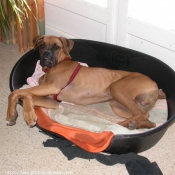 Photo de Boxer