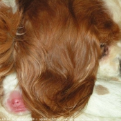 Photo de Cavalier king charles spaniel