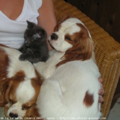 Photo de Cavalier king charles spaniel