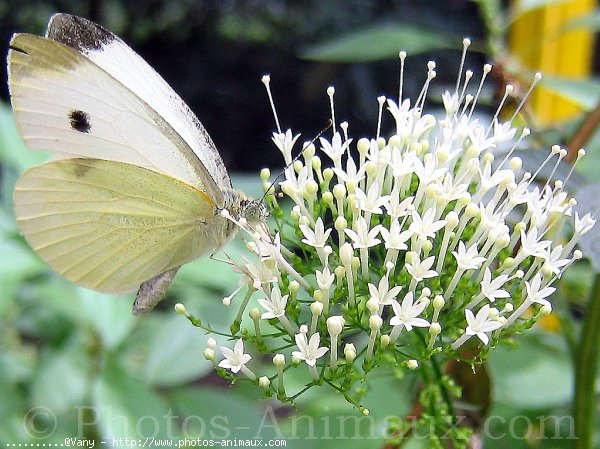 Photo de Papillon