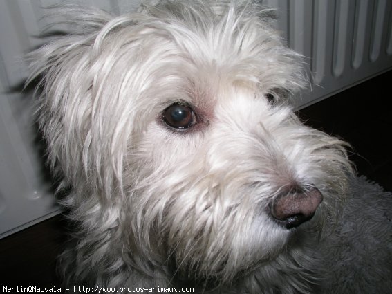 Photo de West highland white terrier