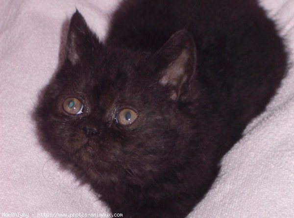 Photo de Selkirk rex poil court