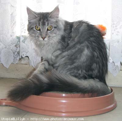 Photo de Maine coon