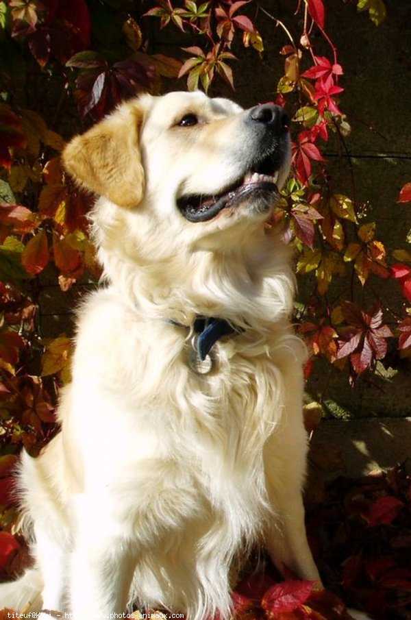 Photo de Golden retriever