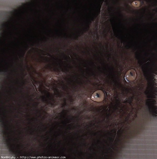 Photo de Selkirk rex poil court