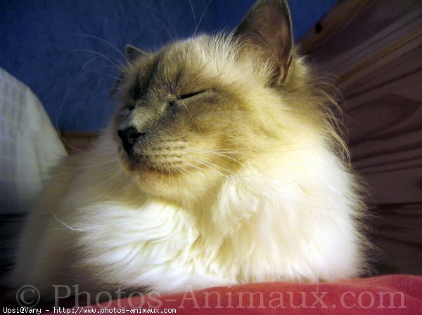 Photo de Sacr de birmanie