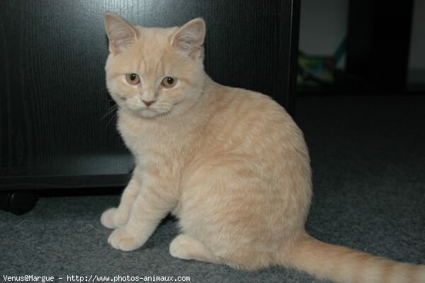 Photo de British shorthair