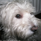 Photo de West highland white terrier